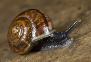 Helicigona lapicida